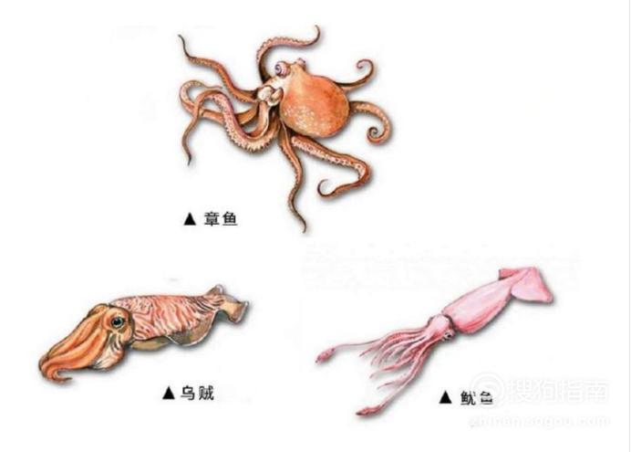 如何辨别鱿鱼,章鱼和乌贼