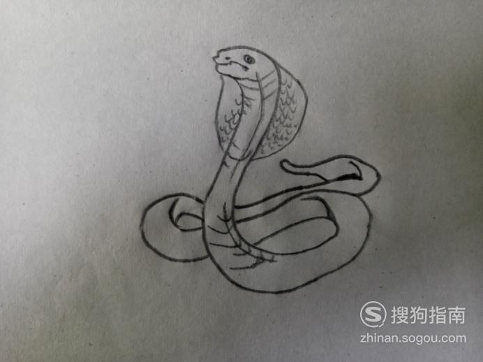 简笔画之眼镜王蛇优质