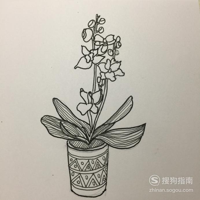 简笔画入门教程必学盆栽植物2