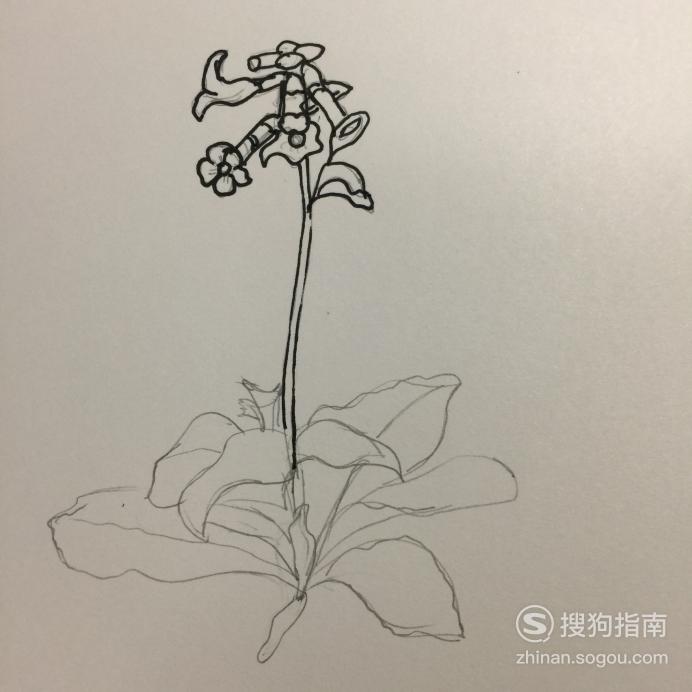 简笔画入门必学教程地黄花