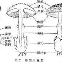 苔藓动物 搜狗百科