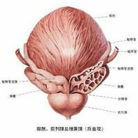 先天性睾丸发育不全 搜狗百科