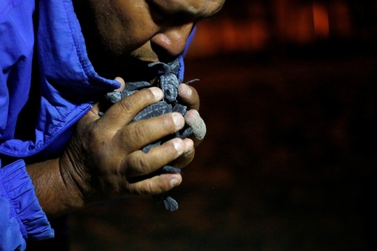 厄瓜多尔小海龟孵化 民众助其返回大海 第1页