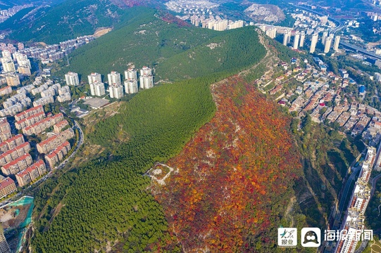 半山青翠半山红 济南蝎子山进入红叶观赏期(3) 第3页