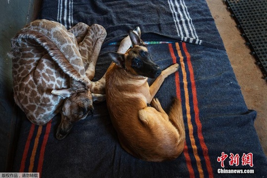 长颈鹿宝宝遭抛弃 与牧羊犬成好友受照顾(2) 第2页