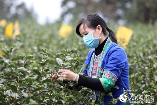 广西三江:春到侗乡茶飘香 第1页