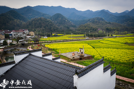 芜湖霭里:十里油菜盛开绘自然之“爱”(5) 第5页