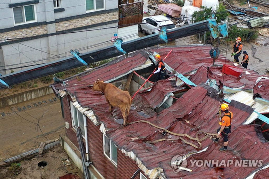 韩国多地遭遇强降雨 黄牛上屋顶躲洪水等救援(3) 第3页