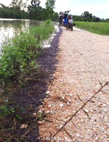 泰国河岸边出现大量蚯蚓 或因降雨频繁 第1页