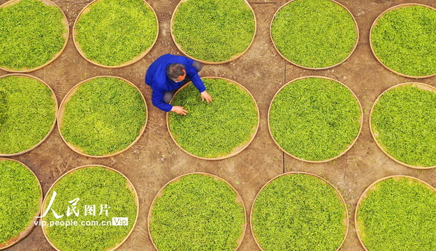 江西泰和:春茶开采 茶园飘香 第1页