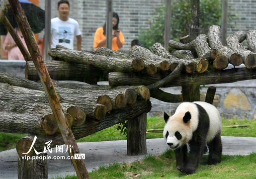 湖南凤凰中华大熊猫苑试开园(7) 第7页