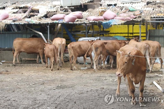 韩国上屋顶躲洪水“劫后余生”的黄牛产下双胞胎(7) 第7页