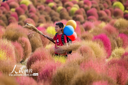 上海:秋日地肤红似火 独特美景迎客来 第1页