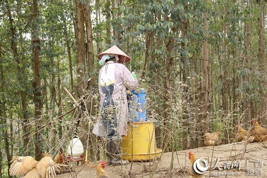 南宁市江南区:发展产业助力脱贫(2) 第2页