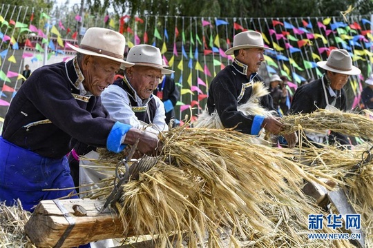 西藏欢庆“丰收节”(5) 第5页