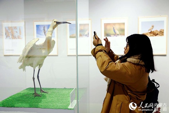 “大美乌梁素海·鸟类生态艺术作品展”正式开展(3) 第3页