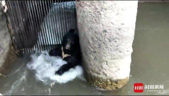 惊险!500斤重黑熊掉入水中泡了一天 挖掘机将它救起 第1页