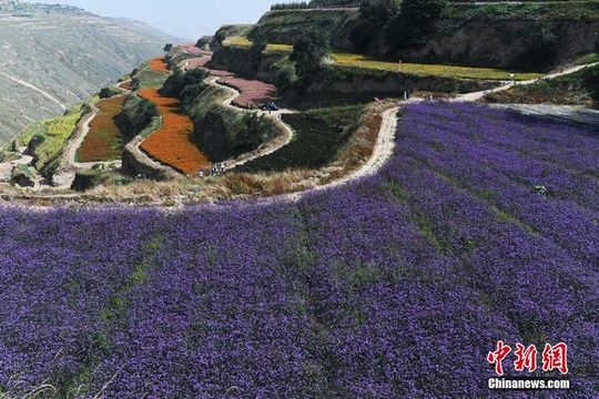 兰州荒山变“七彩花海” 黄土山峦如彩带(2) 第2页