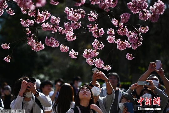 日本东京樱花正当时 游人戴口罩享春光(2) 第2页