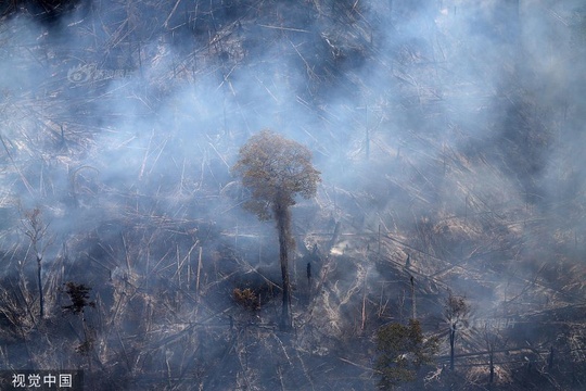 巴西亚马孙雨林大火持续 现场浓烟滚滚 第1页