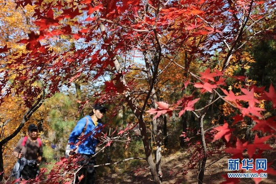 河北承德:“枫景”醉游人 第1页