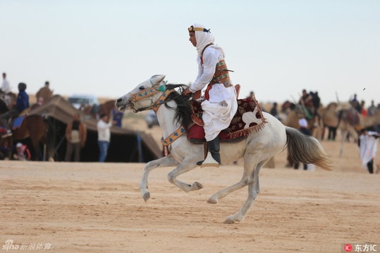 突尼斯国际撒哈拉节 赛马斗骆驼好不热闹(6) 第6页
