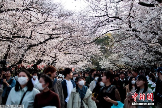 日本东京樱花正当时 游人戴口罩享春光 第1页