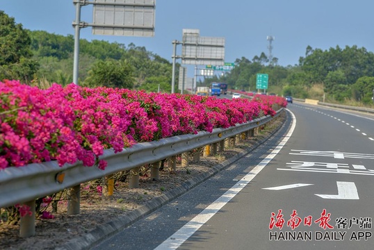 美!海屯高速三角梅一路盛开 第1页