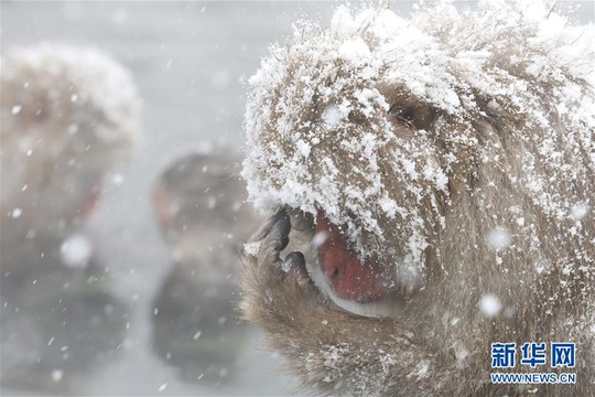 日本长野:雪猴惬意享温泉(3) 第3页