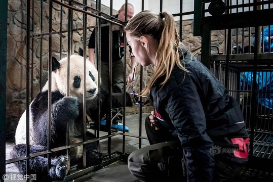 大熊猫将前往哥本哈根动物园 与丹麦饲养员亲切互动 第1页