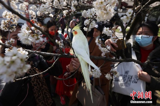 南京春意盎然 鸡尾鹦鹉“赏”樱引围观(3) 第3页