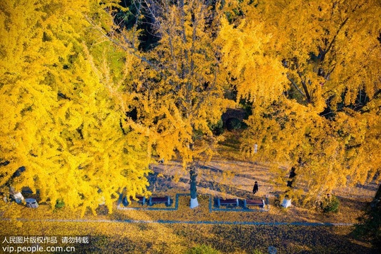 大雪时节 南京银杏叶落铺“金毯”(2) 第2页