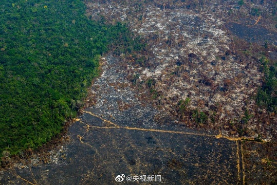 揪心!亚马孙雨林着火点超7万处(5) 第5页