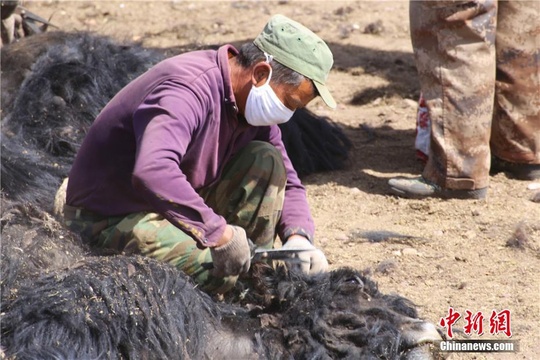 甘肃举行“剪牛毛比赛” 最快者4分钟剪完一头牛 第1页