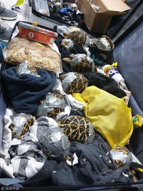 菲律宾海关查获1500只被胶带包裹的活海龟(2) 第2页