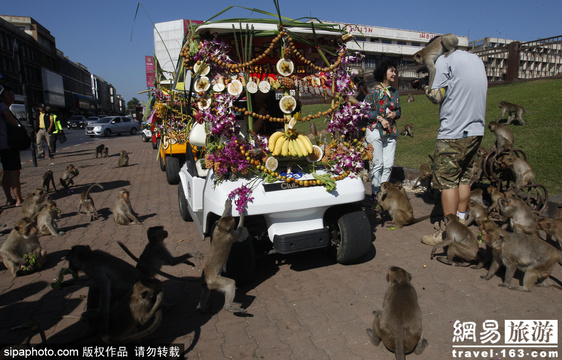 狂吃海塞欢度节日 猴子自助餐节在曼谷举行(9) 第9页