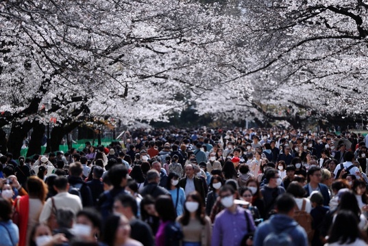 日本人赏樱花、逛街、围观奥运圣火,政府警告不管用(3) 第3页