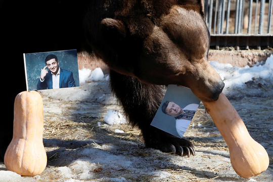 乌克兰大选将至 俄罗斯一动物园派熊预测结果(4) 第4页