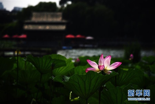 济南大明湖荷花美 第1页