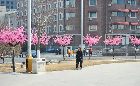 “塑料桃花”点缀沈阳街头 引市民欣赏(3) 第3页