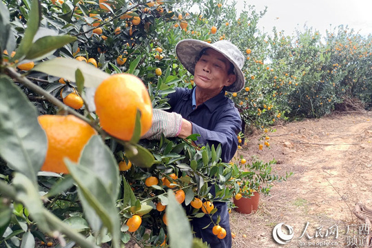 鹿寨:3万亩蜜橘产业助农脱贫致富 第1页