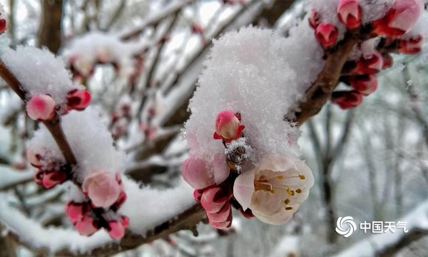 河北迎来大范围雨雪天气 保定山区降大雪(4) 第4页