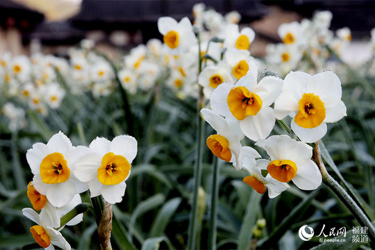 福建南靖县:水仙花迎花期 花田芳香四溢(5) 第5页