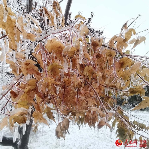 吉林省:积极应对冰冻雨雪天气!【组图】(7) 第7页