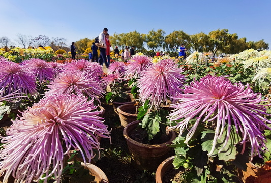 河北沙河:初冬赏菊 第1页