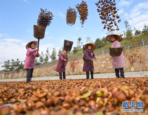 【高清】贵州松桃:金秋油茶喜丰收 第1页