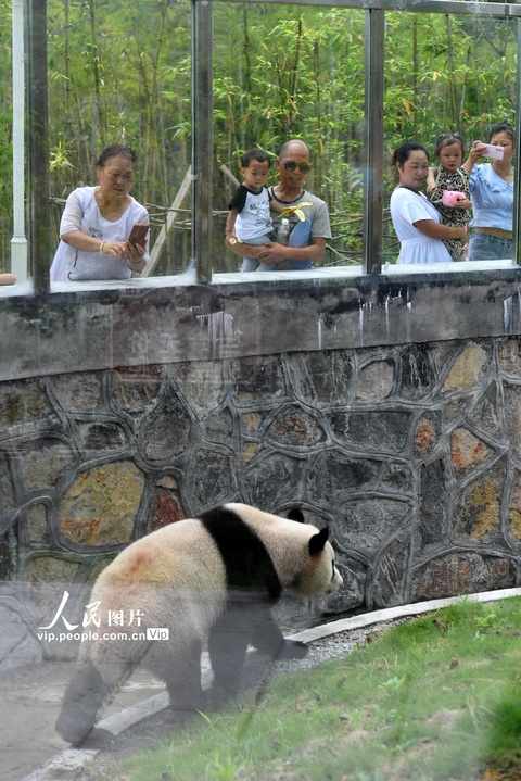 湖南凤凰中华大熊猫苑试开园(8) 第8页