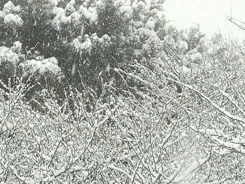 泰山初雪迎立冬,树枝挂雪挺喜人(9) 第9页