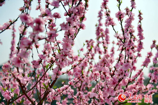 到九龙坡走马观“花”(3) 第3页