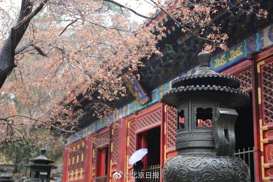 雨水打落红叶,为香山铺上深秋地毯 第1页